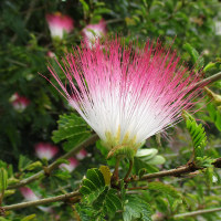 Calliandra surinamensis