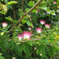 Calliandra surinamensis