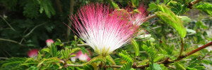 calliandra