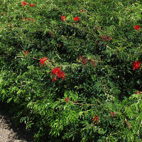 probably Calliandra tweedii