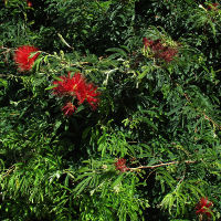 probably Calliandra tweedii