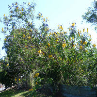 Cassia didymobotrya