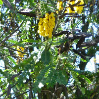 Cassia didymobotrya