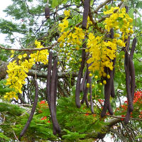 Cassia fistula