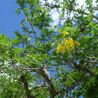 Cassia fistula