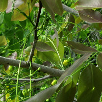 Cassia fistula