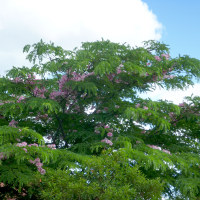 Cassia javanica