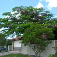 Cassia javanica