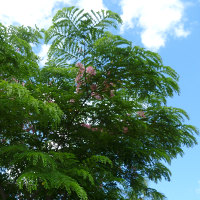 Cassia javanica