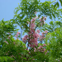 Cassia javanica