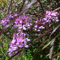 Cleome Senorita Rosalita