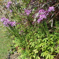 Cleome Senorita Rosalita