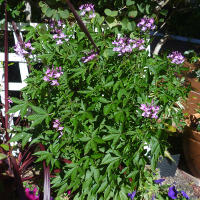 Cleome Senorita Rosalita