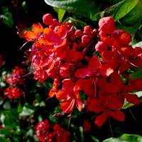 clerodendrum splendens