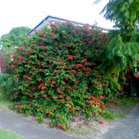 clerodendrum splendens