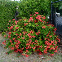 clerodendrum splendens