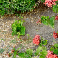 clerodendrum splendens