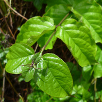 clerodendrum splendens