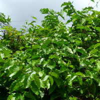 clerodendrum splendens