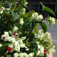 Clerodendrum thomsoniae