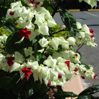 Clerodendrum thomsoniae