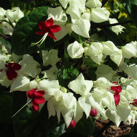 Clerodendrum thomsoniae