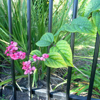 clerodendrum_x_speciosum