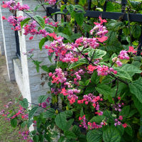 clerodendrum_x_speciosum