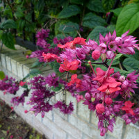 clerodendrum_x_speciosum