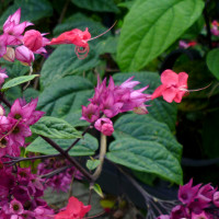 clerodendrum_x_speciosum