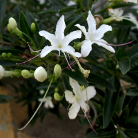 Volkameria heterophylla previously Clerodendrum heterophyllum