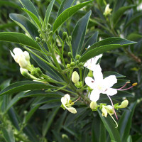 Volkameria heterophylla previously Clerodendrum heterophyllum