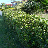 Ficus pumila creeping fig