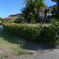 Ficus pumila creeping fig