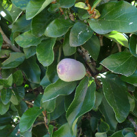 Ficus pumila creeping fig