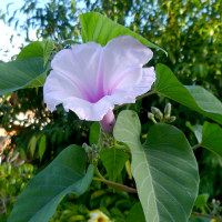 Ipomoea carnea