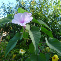 Ipomoea carnea