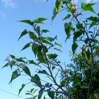 Ipomoea carnea