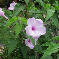 Ipomoea carnea