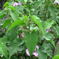 Ipomoea carnea