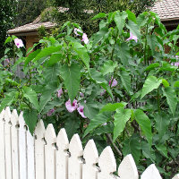 Ipomoea carnea