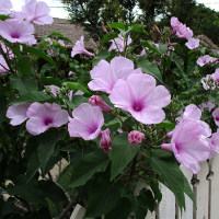 Ipomoea carnea