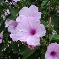 Ipomoea carnea