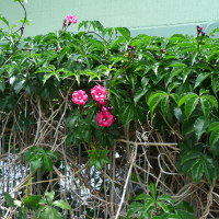 Ipomoea horsfalliae Cardinal Creeper