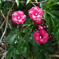 Ipomoea horsfalliae Cardinal Creeper