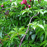 Ipomoea horsfalliae Cardinal Creeper