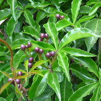 Ipomoea horsfalliae Cardinal Creeper