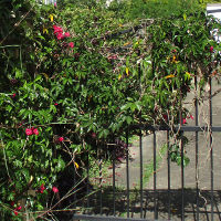 Ipomoea horsfalliae Cardinal Creeper