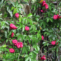 Ipomoea horsfalliae Cardinal Creeper
