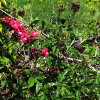 Ipomoea horsfalliae Cardinal Creeper